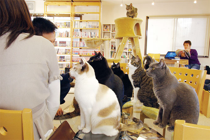 Le pionnier à Tokyo: le cat café Neko No Mise