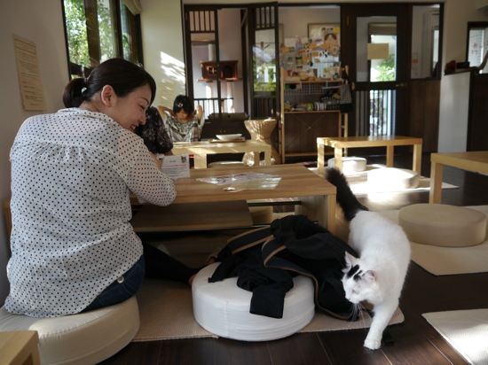 Le Mellow Cat Cafe dans le quartier de Kichijoji
