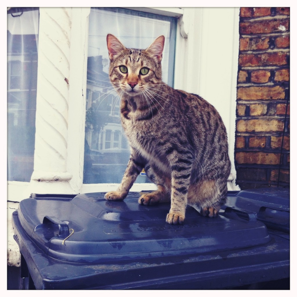 Street Pussy cat photography