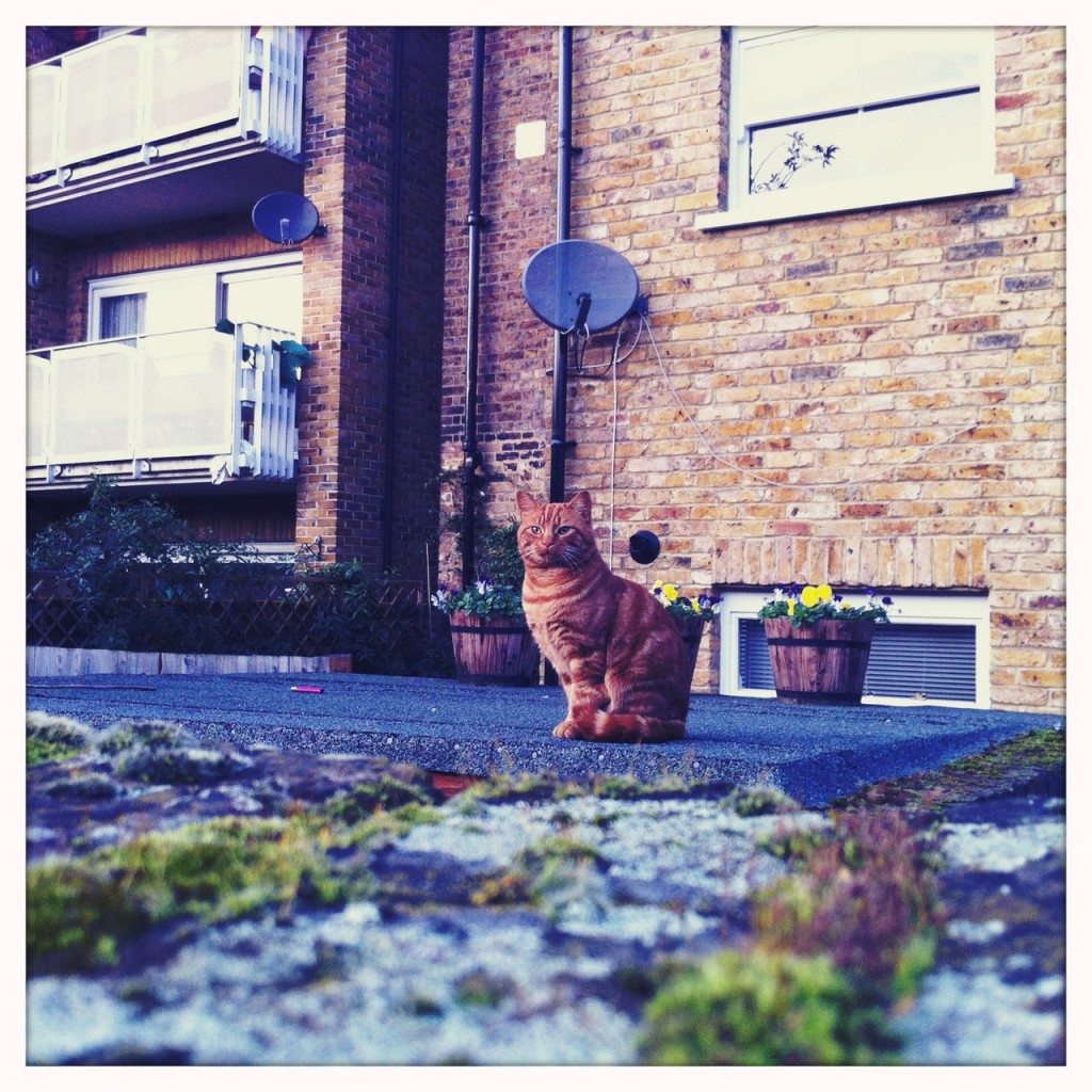 Street Pussy cat photography