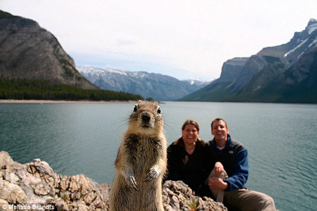 Le premier "animal photobombing" officiel: l'écureuil du lac Minnewanka (CAN)