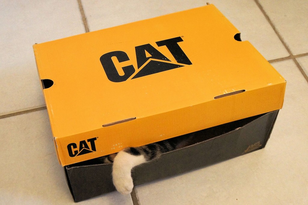 Cat in a box 