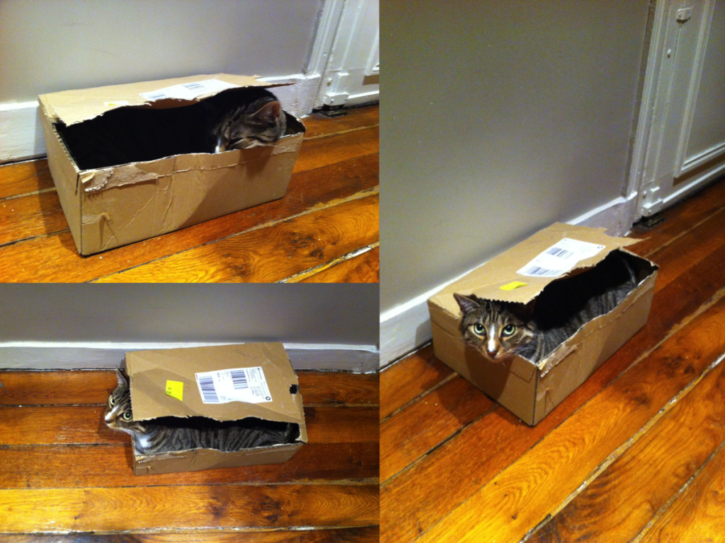 Cat in a box 