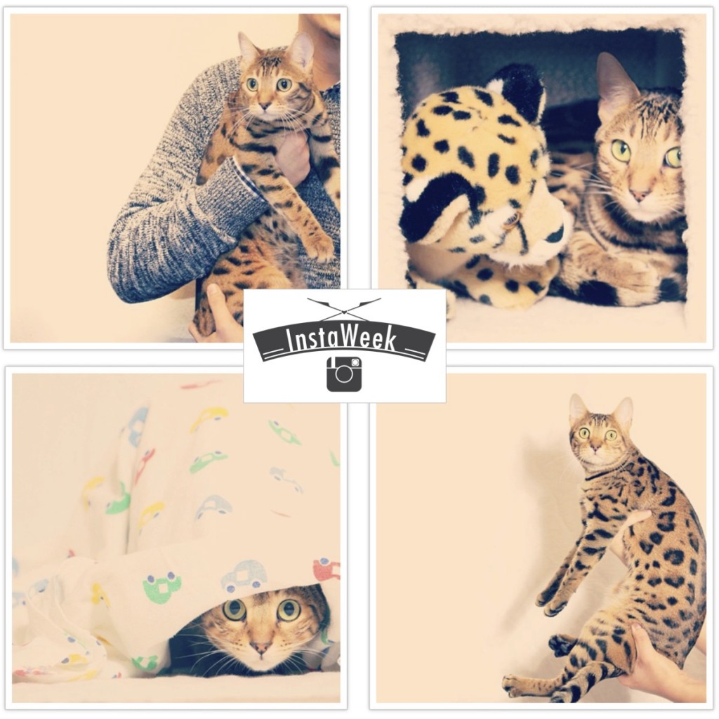 InstaWeek #1: Lucy The Bengal Cat