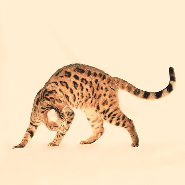 InstaWeek #1: Lucy The Bengal Cat