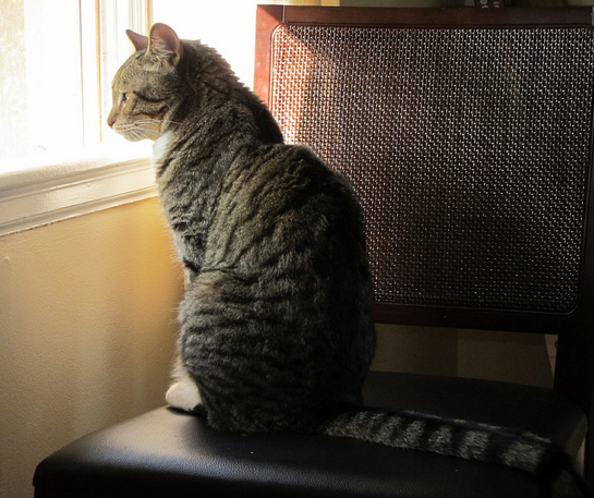 chat-fauteuil-fenêtre