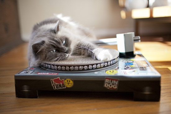 DJ Cat Turntable
