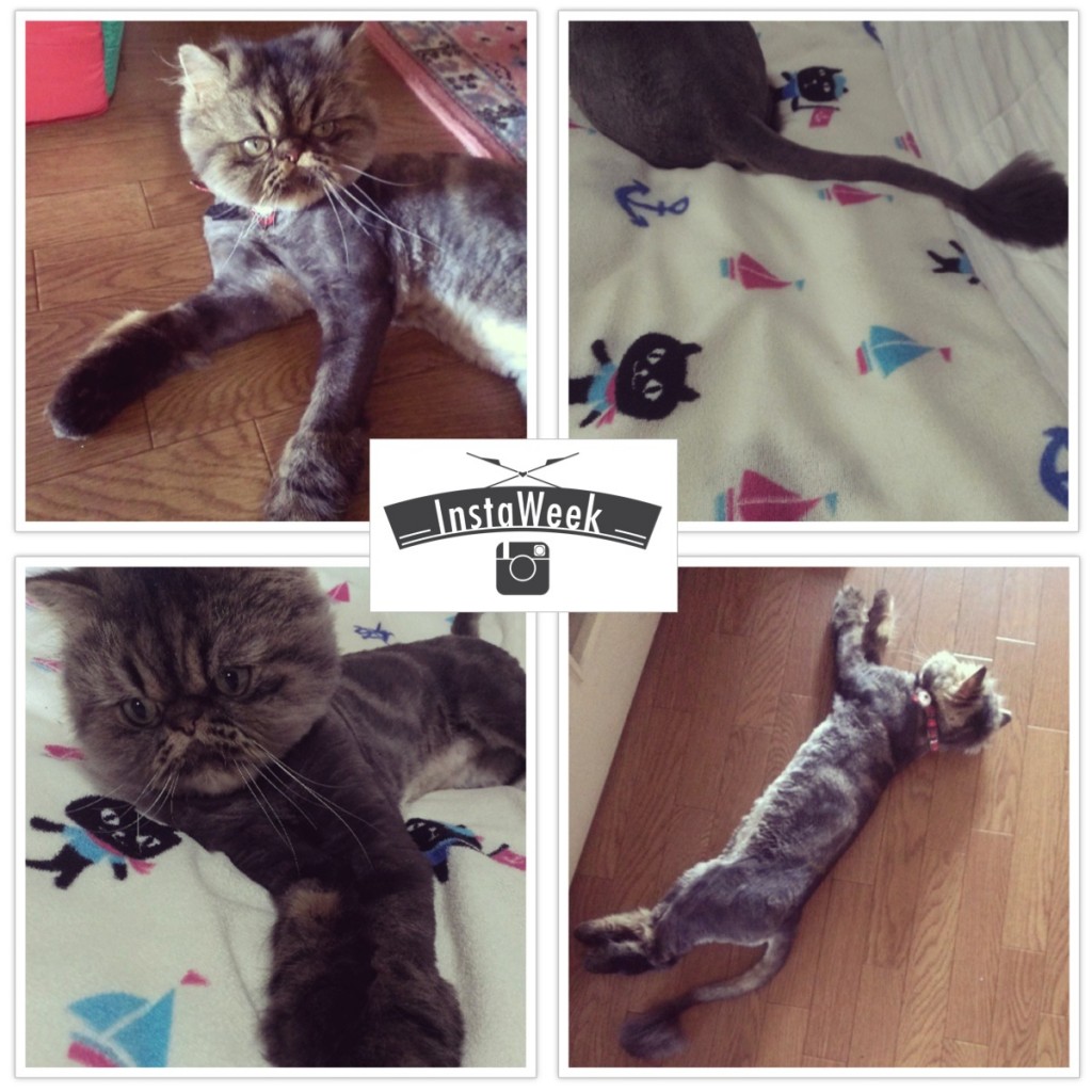 InstaWeek #4: Yoda le chat WTF aux bottes fourrées