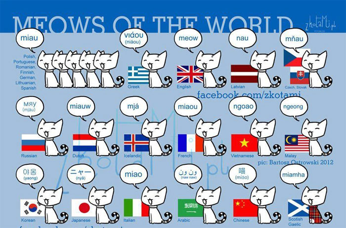 World Cat Day Miaou
