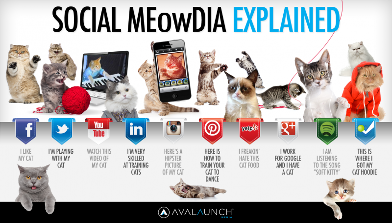 Les réseaux sociaux expliqués par les chats